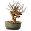 Lagerstroemia indica, 17 cm, ± 12 ans