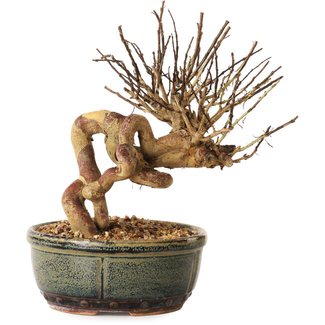 Lagerstroemia indica, 17 cm, ± 12 ans