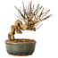 Lagerstroemia indica, 17 cm, ± 12 ans