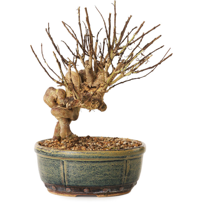 Lagerstroemia indica, 17 cm, ± 12 ans