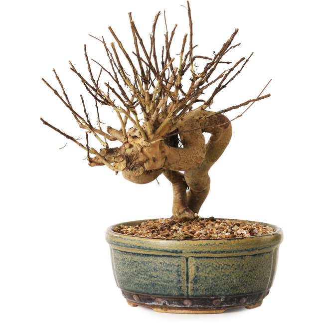 Lagerstroemia indica, 17 cm, ± 12 jaar oud