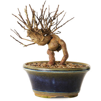 Lagerstroemia indica, 13 cm, ± 12 Jahre alt