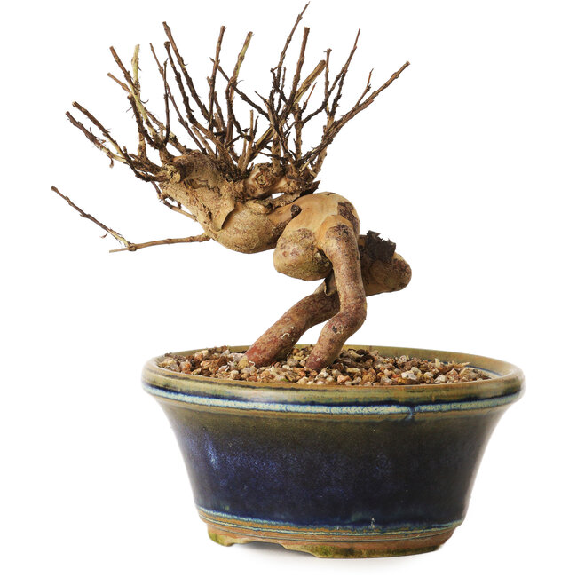 Lagerstroemia indica, 13 cm, ± 12 ans