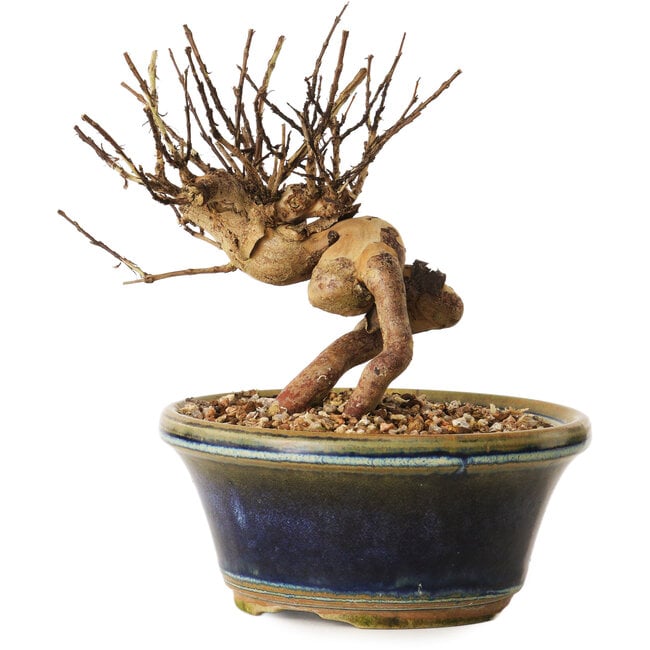 Lagerstroemia indica, 13 cm, ± 12 years old