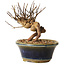 Lagerstroemia indica, 13 cm, ± 12 ans