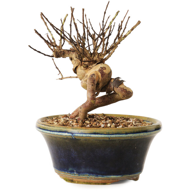 Lagerstroemia indica, 13 cm, ± 12 ans