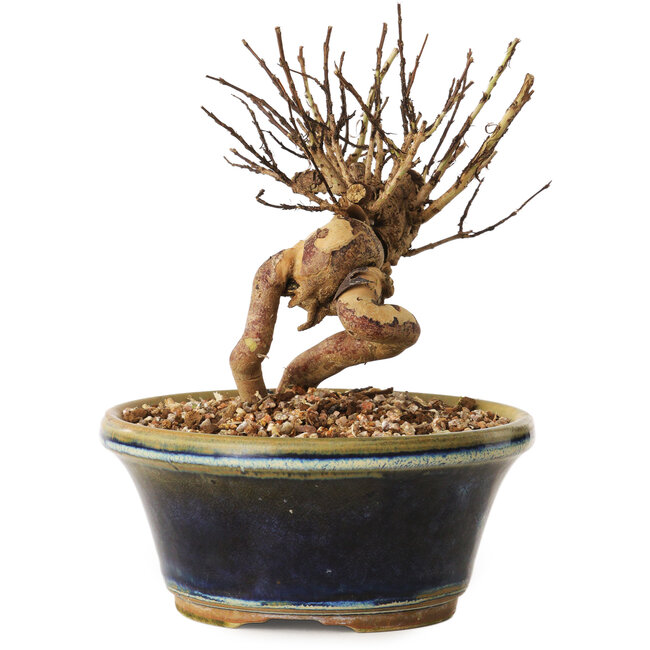 Lagerstroemia indica, 13 cm, ± 12 ans