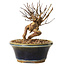 Lagerstroemia indica, 13 cm, ± 12 ans