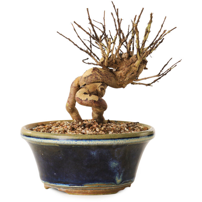 Lagerstroemia indica, 13 cm, ± 12 ans