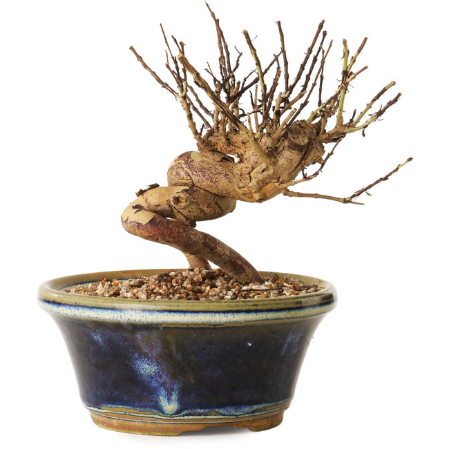 Lagerstroemia indica, 13 cm, ± 12 años de edad