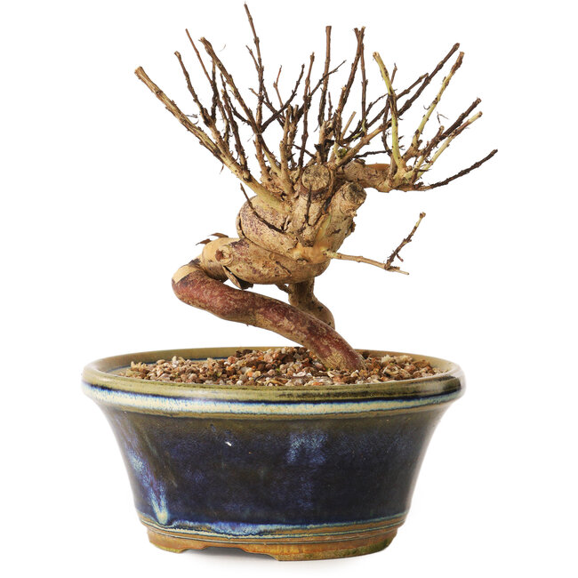 Lagerstroemia indica, 13 cm, ± 12 ans