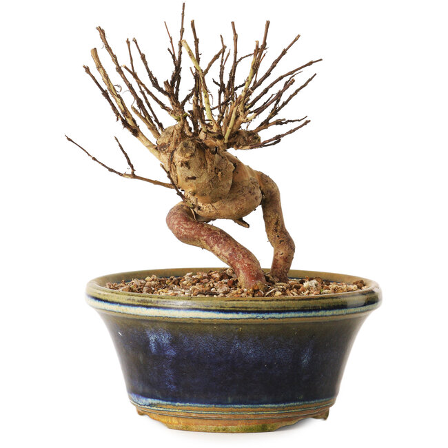 Lagerstroemia indica, 13 cm, ± 12 ans