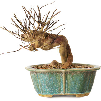 Lagerstroemia indica, 15,5 cm, ± 12 años de edad