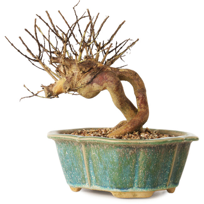 Lagerstroemia indica, 15,5 cm, ± 12 jaar oud