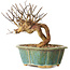 Lagerstroemia indica, 15,5 cm, ± 12 ans