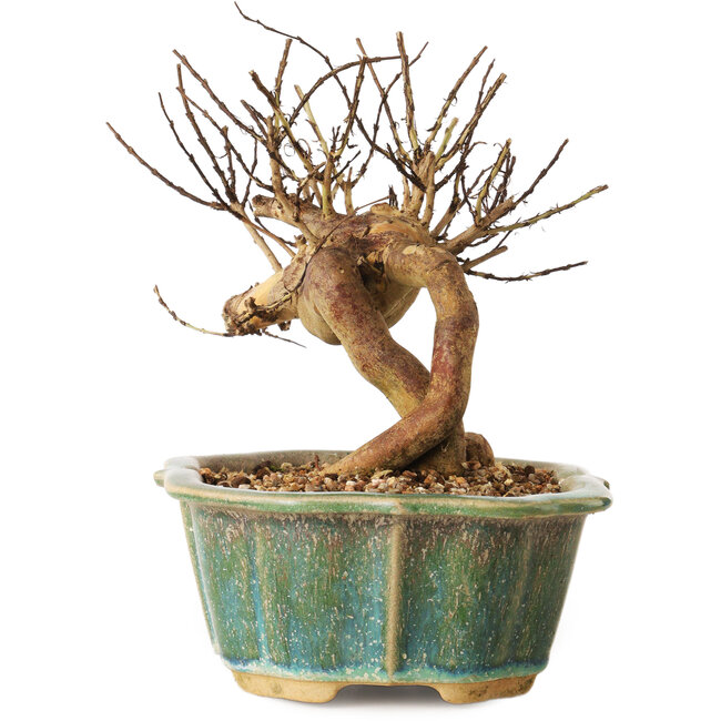 Lagerstroemia indica, 15,5 cm, ± 12 Jahre alt