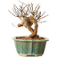 Lagerstroemia indica, 15,5 cm, ± 12 ans