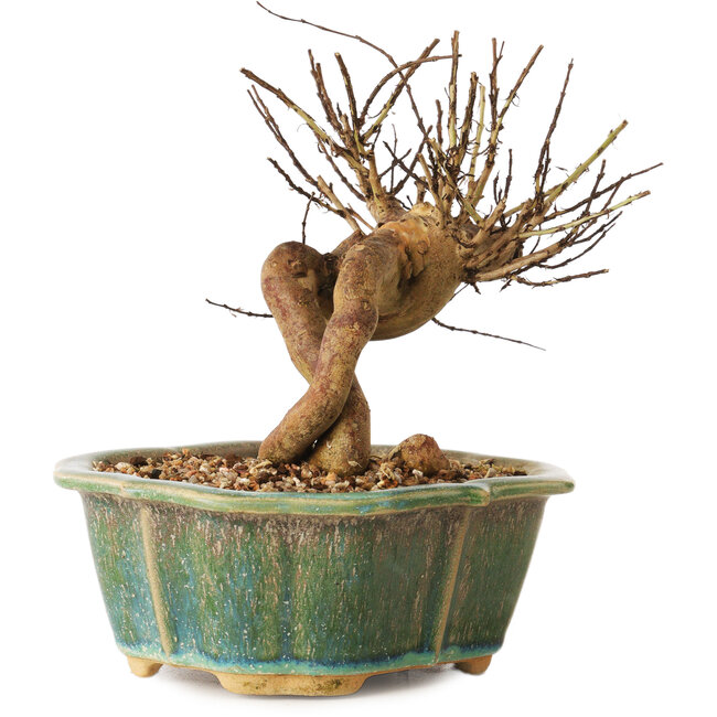 Lagerstroemia indica, 15,5 cm, ± 12 Jahre alt