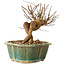 Lagerstroemia indica, 15,5 cm, ± 12 ans