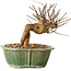 Lagerstroemia indica, 15,5 cm, ± 12 ans