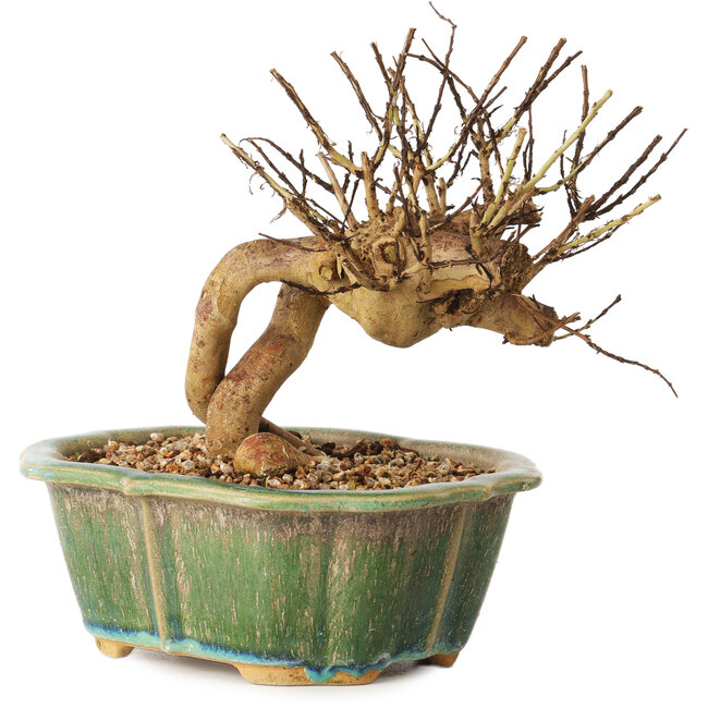 Lagerstroemia indica, 15,5 cm, ± 12 ans