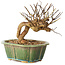 Lagerstroemia indica, 15,5 cm, ± 12 ans
