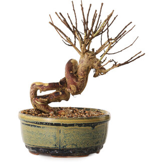 Lagerstroemia indica, 16 cm, ± 12 years old