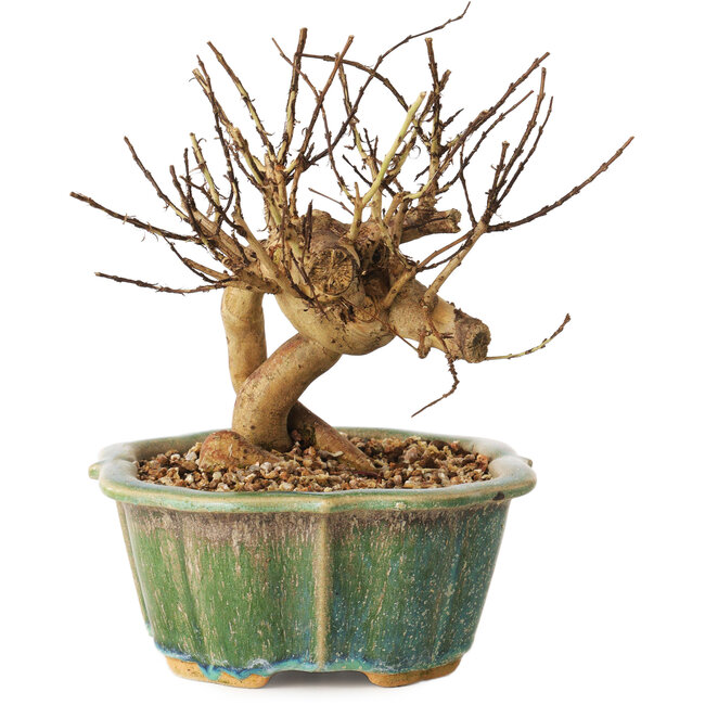 Lagerstroemia indica, 15,5 cm, ± 12 Jahre alt