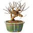 Lagerstroemia indica, 15,5 cm, ± 12 ans
