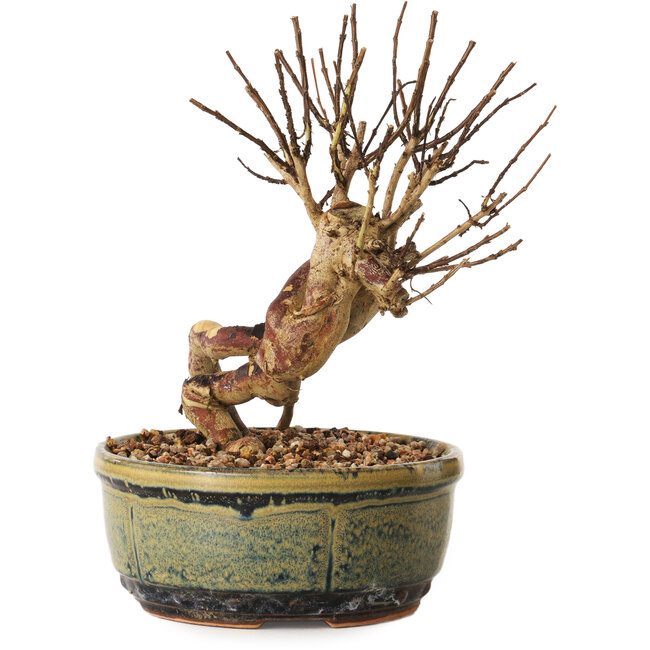 Lagerstroemia indica, 16 cm, ± 12 years old