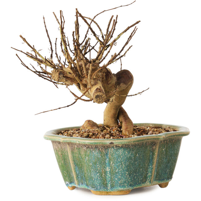 Lagerstroemia indica, 15,5 cm, ± 12 ans