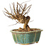 Lagerstroemia indica, 15,5 cm, ± 12 ans