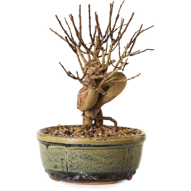 Lagerstroemia indica, 16 cm, ± 12 años de edad