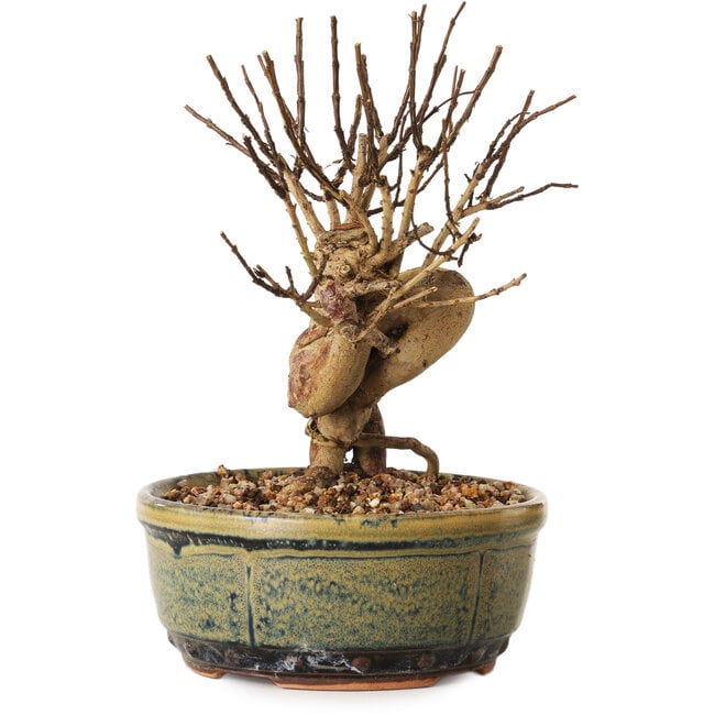 Lagerstroemia indica, 16 cm, ± 12 years old