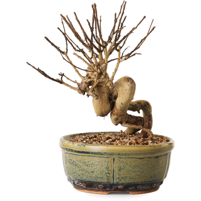 Lagerstroemia indica, 16 cm, ± 12 ans
