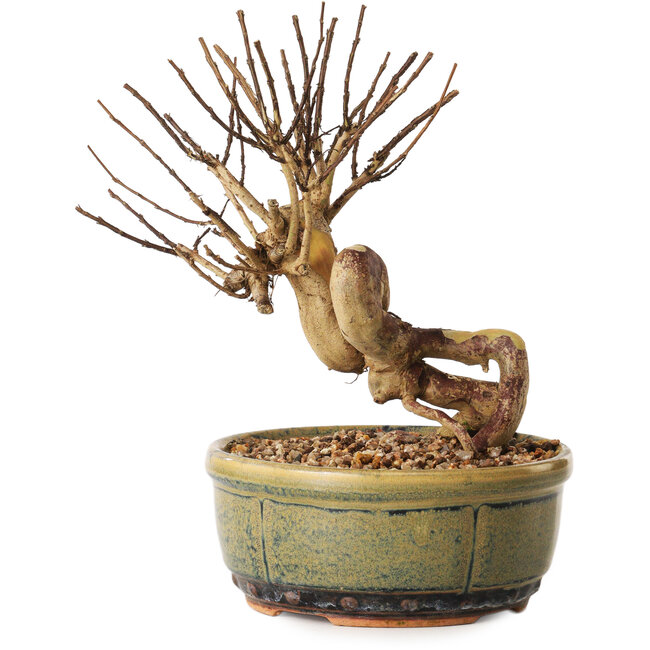 Lagerstroemia indica, 16 cm, ± 12 jaar oud