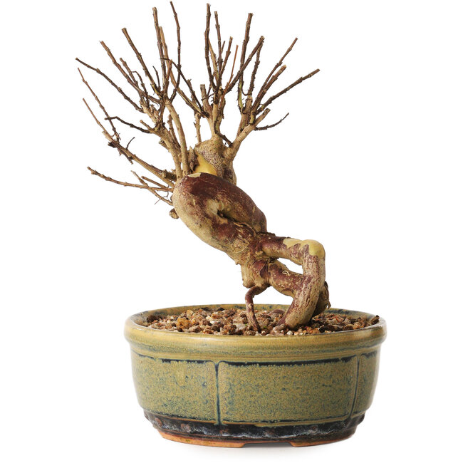 Lagerstroemia indica, 16 cm, ± 12 jaar oud