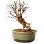 Lagerstroemia indica, 16 cm, ± 12 ans