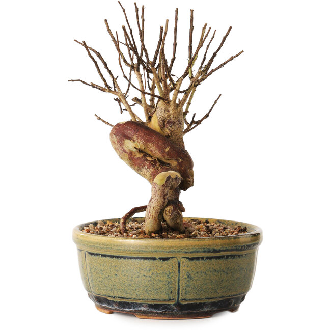 Lagerstroemia indica, 16 cm, ± 12 ans