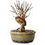 Lagerstroemia indica, 16 cm, ± 12 ans