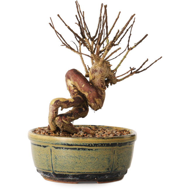 Lagerstroemia indica, 16 cm, ± 12 jaar oud