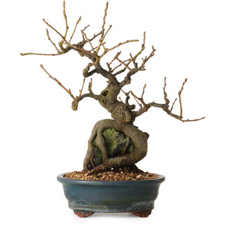 Grewia biloba Parviflora, 26 cm, ± 15 years old