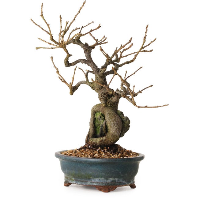 Grewia biloba Parviflora, 26 cm, ± 15 years old