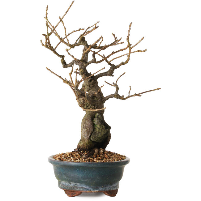 Grewia biloba Parviflora, 26 cm, ± 15 years old