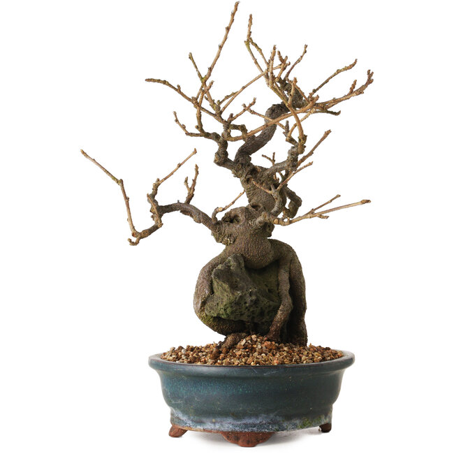 Grewia biloba Parviflora, 26 cm, ± 15 years old