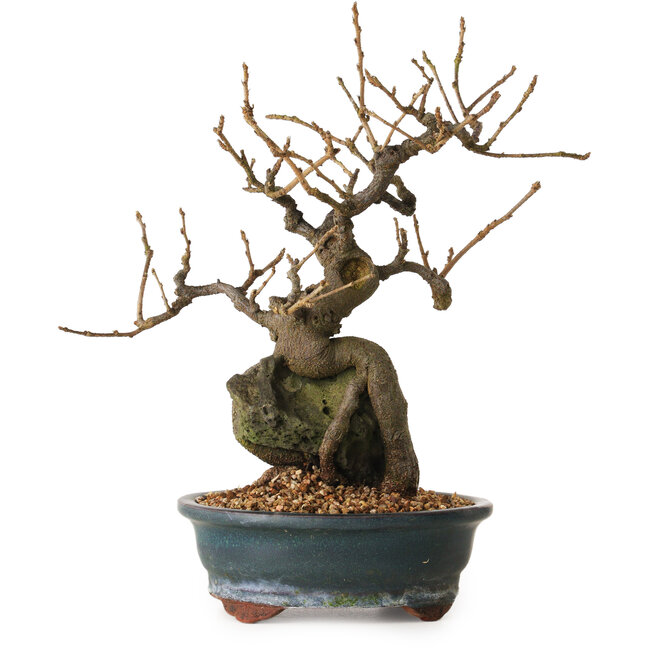 Grewia biloba Parviflora, 26 cm, ± 15 years old