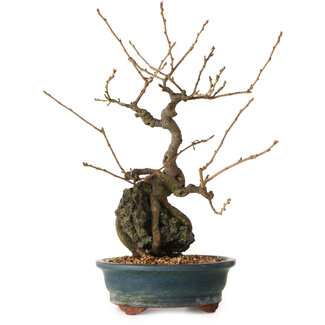 Grewia biloba Parviflora, 30 cm, ± 15 years old