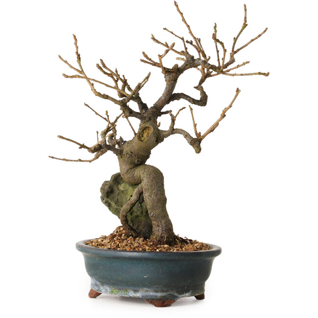 Grewia biloba Parviflora, 26 cm, ± 15 years old