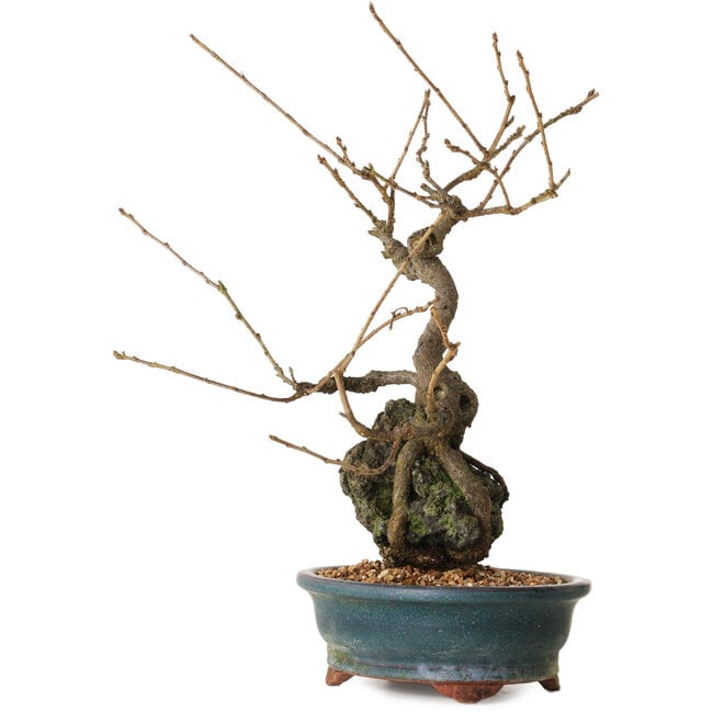 Grewia biloba Parviflora, 30 cm, ± 15 years old