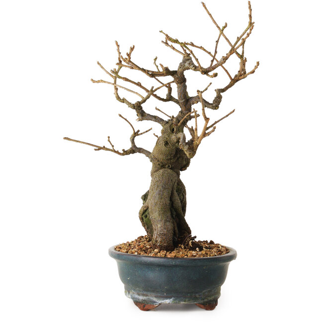 Grewia biloba Parviflora, 26 cm, ± 15 years old